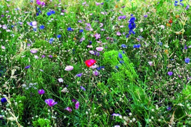 Logo trade promotional products picture of: Flowers mix seeds in envelope