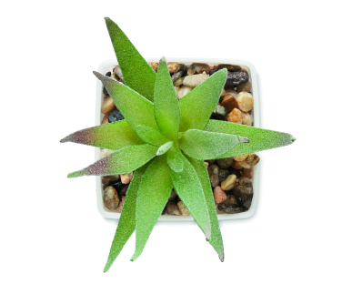 Logo trade promotional item photo of: Mini artificial plant