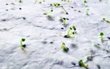 Logotrade advertising products photo of: Wildflower seed business card.