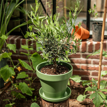 Logotrade firmakingi foto: Treemore Letterbox Trees Olive