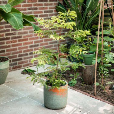 Logotrade meene foto: Treemore'i kirjakastipuud hiiglaslik sekvoia