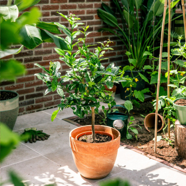 Logotrade profilreklam bild: Treemore Letterbox Träd Kaffir Lemon